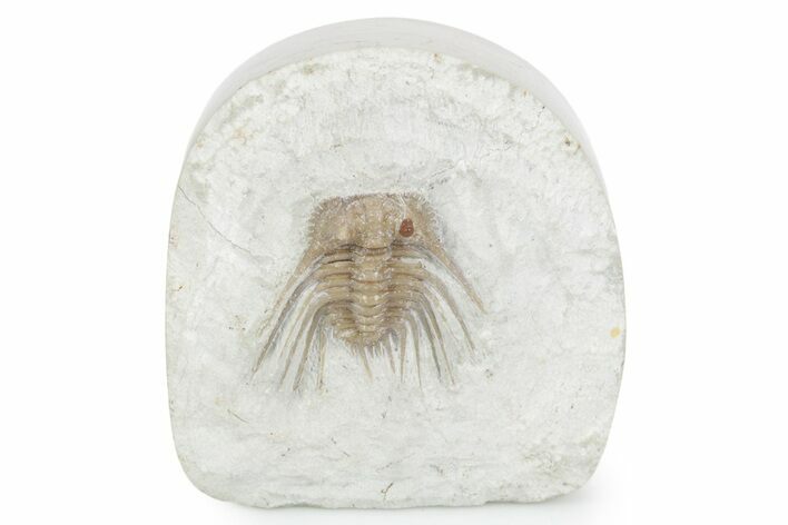 Spiny Trilobite (Kettneraspis) - Black Cat Mountain, Oklahoma #357362